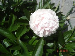 pivoine_20211127_1228802278